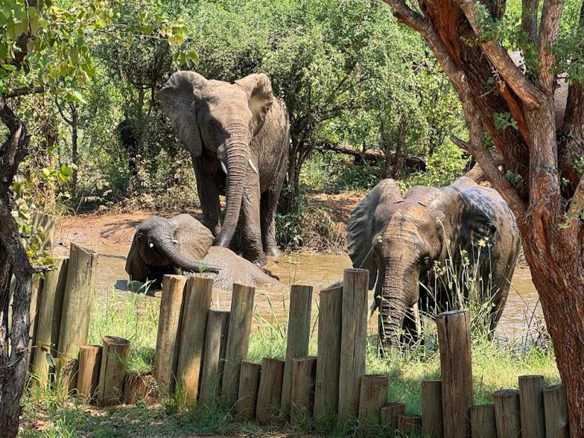 Lions Place Grietjie Game Reserve Εξωτερικό φωτογραφία