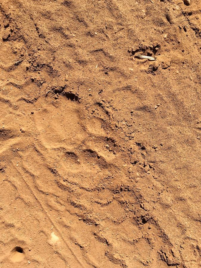 Lions Place Grietjie Game Reserve Εξωτερικό φωτογραφία