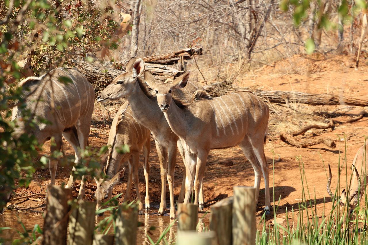 Lions Place Grietjie Game Reserve Εξωτερικό φωτογραφία