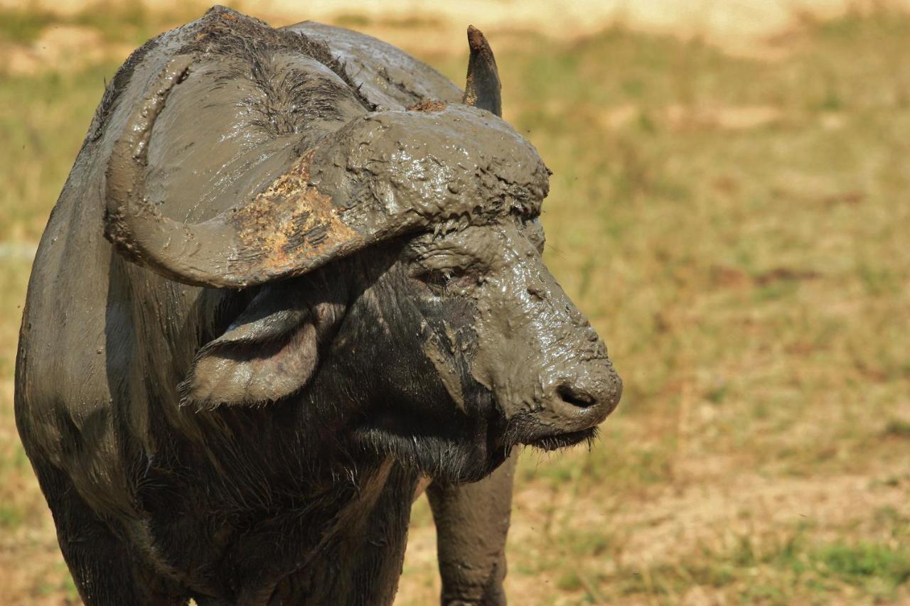 Lions Place Grietjie Game Reserve Εξωτερικό φωτογραφία